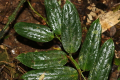 Ripogonum discolor