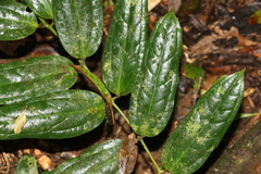 Ripogonum discolor