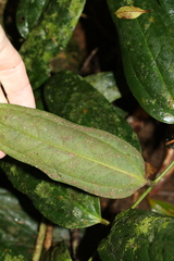Ripogonum discolor