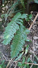 Hymenasplenium excisum