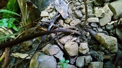 Hymenasplenium excisum