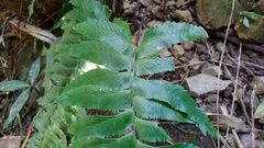 Hymenasplenium excisum