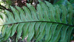 Hymenasplenium excisum