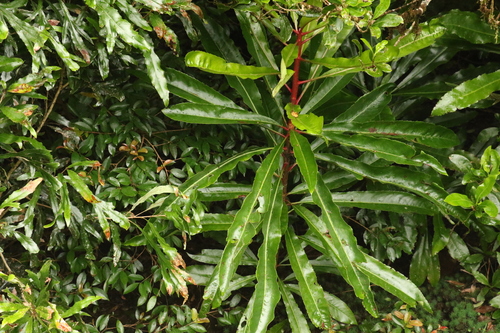 Image of Anopterus macleayanus by (c) Greg Tasney, some rights reserved (CC BY-SA)
