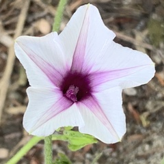 Ipomoea sinensis
