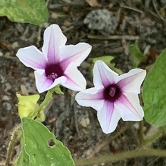 Ipomoea sinensis