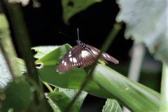 Pseudacraea lucretia