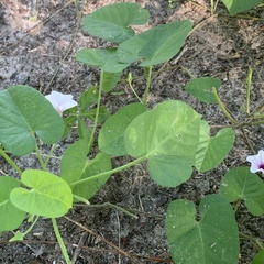 Ipomoea sinensis
