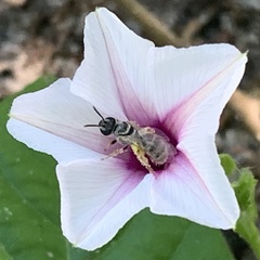 Ipomoea sinensis