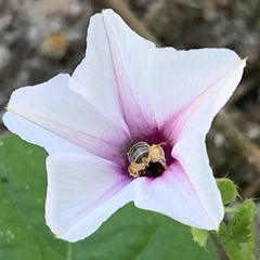 Ipomoea sinensis