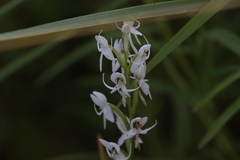 Habenaria propinquior