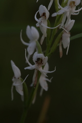 Habenaria propinquior