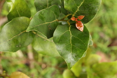 Cryptocarya foveolata