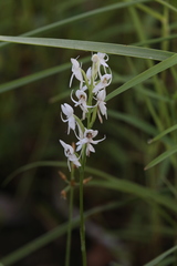 Habenaria propinquior