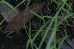 Habenaria propinquior