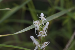 Habenaria propinquior