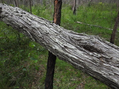 Acacia leiocalyx herveyensis