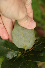 Cryptocarya foveolata