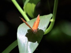 Phalanta eurytis eurytis