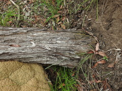 Acacia leiocalyx herveyensis