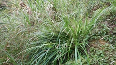 Scirpus ternatanus