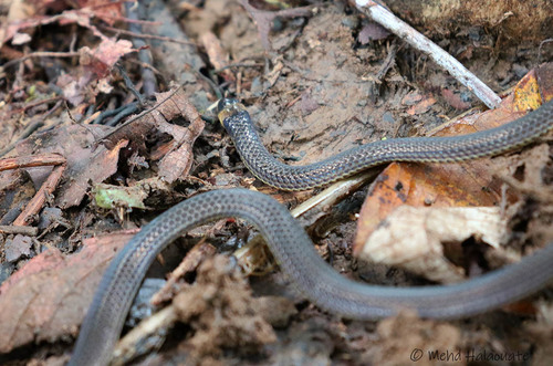 Owen Stanley Range Forest Snake