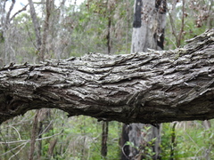 Acacia leiocalyx herveyensis