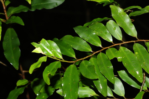 Ardisia bakeri (Ardisia bakeri)
