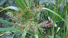 Scirpus ternatanus