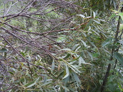 Acacia leiocalyx herveyensis
