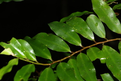 Ardisia bakeri