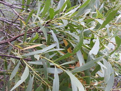 Acacia leiocalyx herveyensis