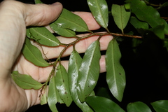 Ardisia bakeri