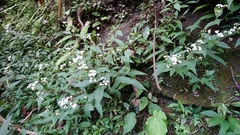 Ageratina riparia