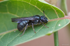 Ceratina cyanea