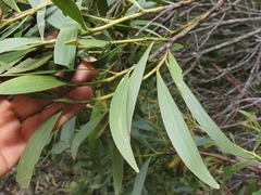 Acacia leiocalyx herveyensis