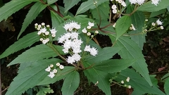 Ageratina riparia