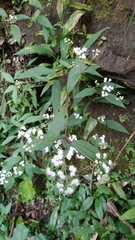 Ageratina riparia