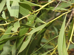 Acacia leiocalyx herveyensis