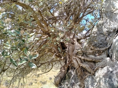 Shawia avicenniifolia (Shawia avicenniifolia)