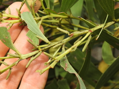 Acacia leiocalyx herveyensis