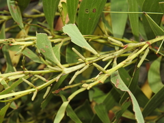 Acacia leiocalyx herveyensis
