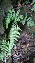 Tectaria subfuscipes