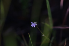 Stylidium capillare