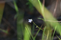 Stylidium capillare