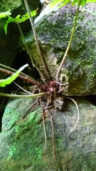 Tectaria subfuscipes