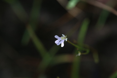Stylidium capillare