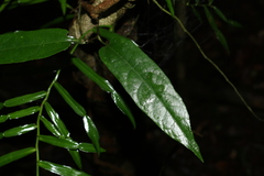Aristolochia laheyana