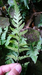 Tectaria subfuscipes