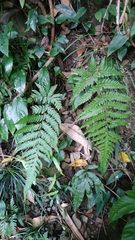 Tectaria subfuscipes